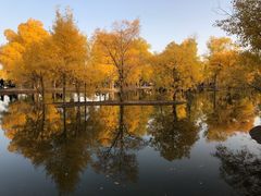 -金塔沙漠胡杨林景区