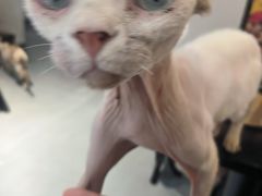 -琪喵猫屋·撸猫猫咖·猫舍