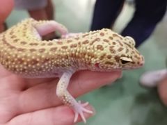 -藦茜花园宠物主题亲子互动体验馆(国顺东路店)