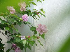 -南京民俗博物馆(甘熙故居)