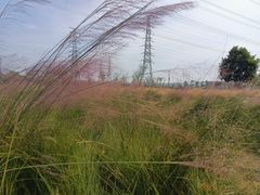 -王借岗森林公园