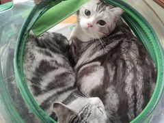 -伟伟宠物医院·瑞派猫友好医院·猫科(光谷店)