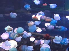 -芜湖新华联大白鲸海洋公园