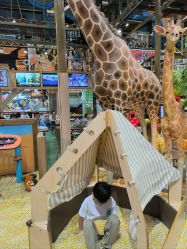 -卡通尼·Safari非洲探索乐园·生日会(金桥国际商业广场店)