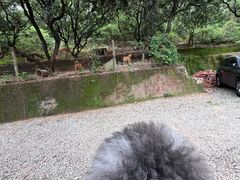 -满記土窑烧鷄波浪山莊