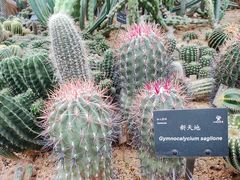 -深圳仙湖植物园