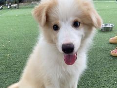 -宠物寄养训练学校