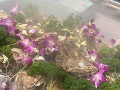 -蚝英雄鲜蚝自助专门店(长楹天街直营店)