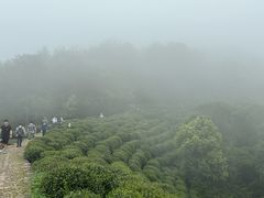 -壹笑茶庄