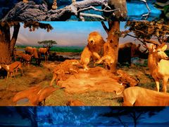 -国家自然博物馆