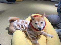-逗柴咖啡屋·狗咖猫咖宠物桌游