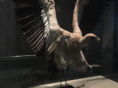 -青藏高原自然博物馆