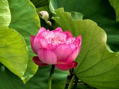 -莲花池公园
