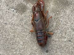 -皇粮浜湿地公园