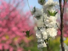 -南汇桃花村