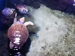 -临沂极地海洋王国