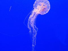 -上海海洋水族馆