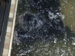 -陈大锅·岳阳鱼馆·地道岳阳菜(美食街店)