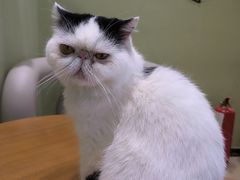 -藏猫猫咖啡主题馆(中央大道店)