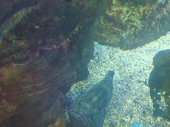 -烟台海昌鲸鲨海洋公园