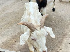 -广东茂名森林公园