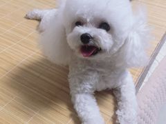 -瑞派雷欧宠物医院·中兽医·眼科·急重症转诊中心(黄台店)