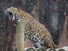 -杭州野生动物世界