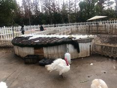 -前小桔亲子创意农场·草莓采摘·露营烧烤