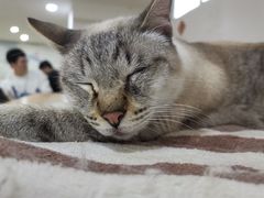 -李小姐の猫咖啡馆(五角场店)