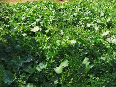 -两河城市森林公园