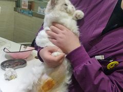 -暖阳宠物医院·犬猫康复中心·骨科