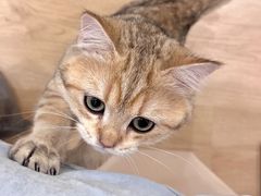 -有喵·猫咖·狗咖·30几只猫10只小狗(岗厦店)