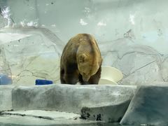 -海合安成都极地海洋公园