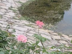 -上海鲜花港