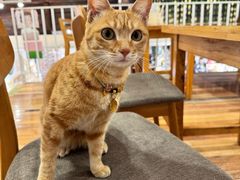 -猫的天空之城概念书店(苏州平江店)