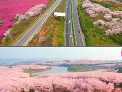 -贵州百里杜鹃风景名胜区