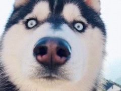 -自黑豆夫·臭豆腐夹馍(四海唐人街店)