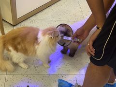 -喵园·猫主题咖啡厅·撸猫·猫咖(国贸店)