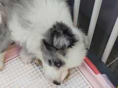 -萌兽医馆·眼科·异宠专科(三里屯店)