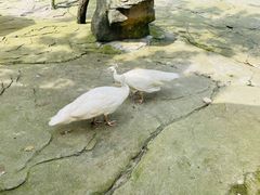 -常州淹城野生动物世界