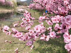 -石塘人家