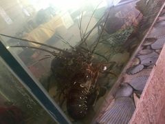 -巽寮印象美食部落餐厅·海鲜·地方特色菜(惠州体验店)