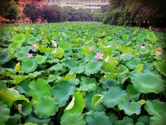 android_upload_pic-广西大学(大学东路校区)