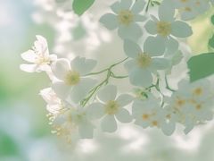 -黑龙江省森林植物园