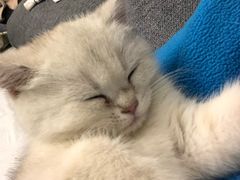 -喵zoo家庭繁育猫舍(尖东智能花园店)