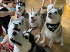-Husky Go! 哈士奇体验馆·宠物咖啡厅狗咖