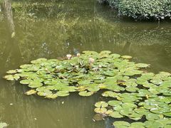 -秋霞圃