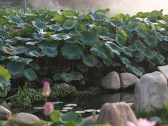 -厦门园林博览苑