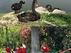 -上海野生动物园