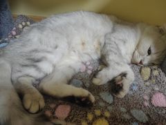 -Meowの猫咖(万家丽店)